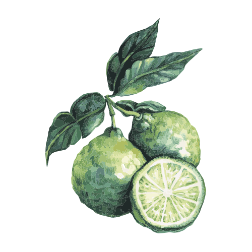 Essential Oil of Lime [Citrus Aurantifolia]